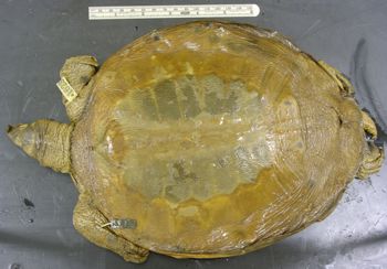 Media type: image; Herpetology R-1623